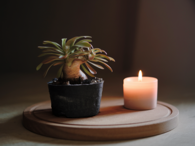 Comment protéger vos plantations sensibles au gel avec des matériaux simples